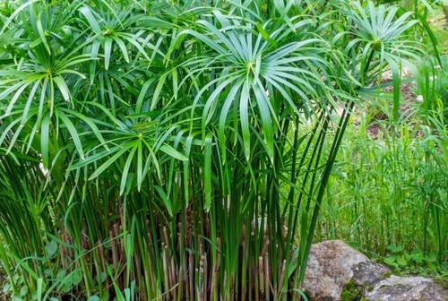 Aquarium pflanze cyperus - pflanze,