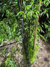 Bambuspflanzen in Topf