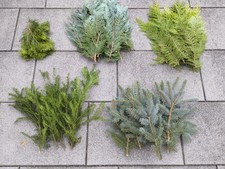 5 Sorten frische Tannengrün