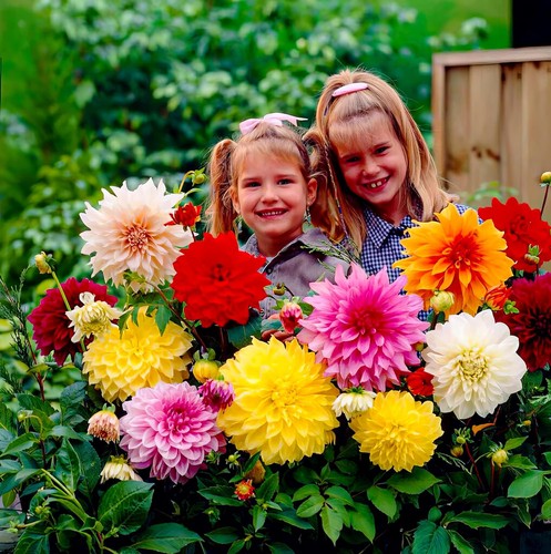 Dahlien knollen blumenzwiebeln - dahlien,