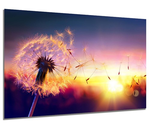 Wandbild pusteblume - wandbild,