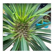 5x Pachypodium geayi Geays