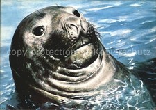 Seehunde Robben Laechelnder Seehund 