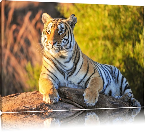 Stolzer tiger größe - tiger,,