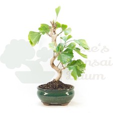 BONSAI 'Ginkgo biloba'