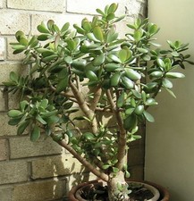 Crassula ovata – 25, 50 oder
