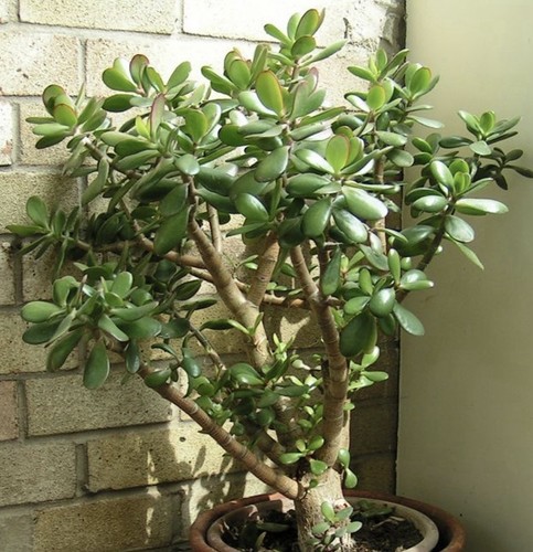 Crassula ovata 50 oder - crassula,