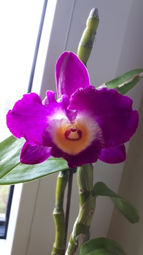Dendrobium nobile hybride - nobile,