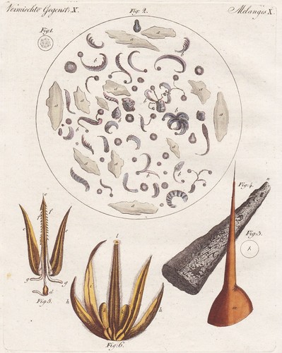 Bienenstachel biene bee - bienenstachel,