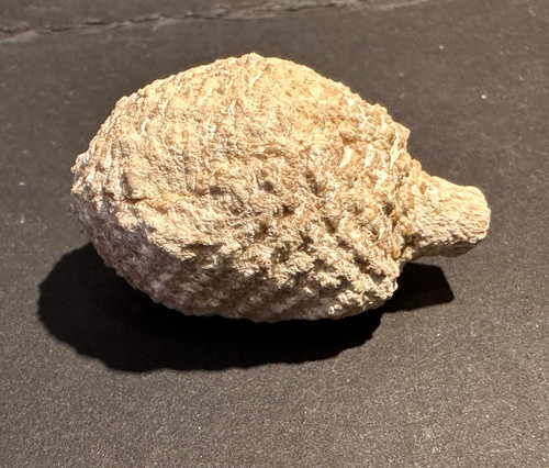 Kleiner fossiler araukarien - fossiler,