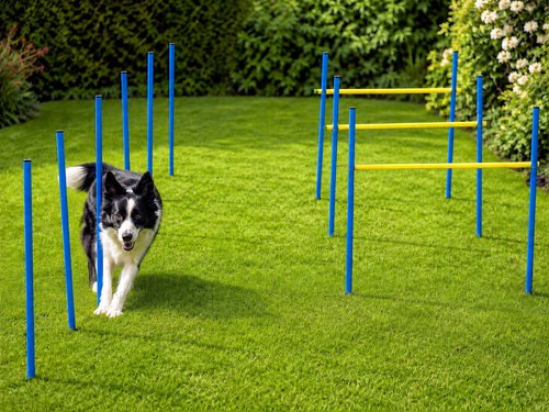 Hunde agility set training - set,