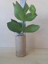Hoya polyneura