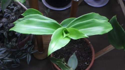 Cuts callisia fragrans - -,