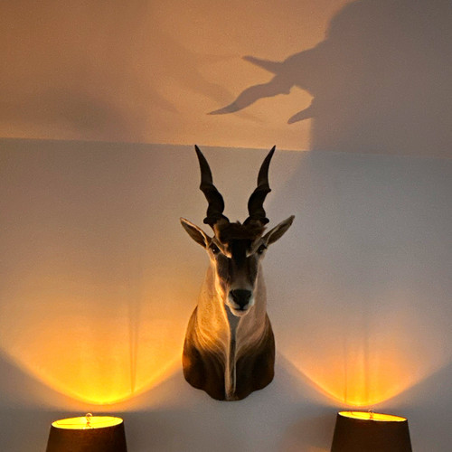 Präparierter kudu - präparierter,