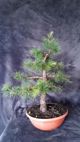 Bonsai lärche larix decidua - bonsai,