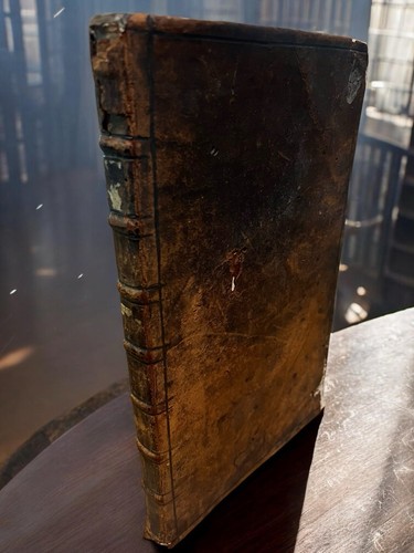 1629 mögling merian - mögling,