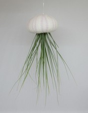 Seeigel m. Tillandsia juncifolia - Luftpflanzen Zimmerpflanzen Deko DIY Hängend