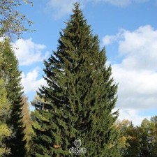 Europäische Fichte (Picea