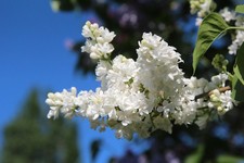 2  winterharte weiße