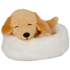 Schlafender Hund Isi im Korb -