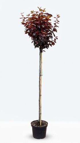 Blutpflaume auf stamm - blutpflaume, (höhe