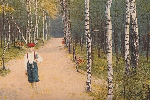 828 wald idyll - ak, birken