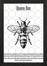 Bienenkönigin gerahmtes