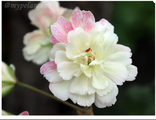 Geranie pelargonie rushmoor - ,