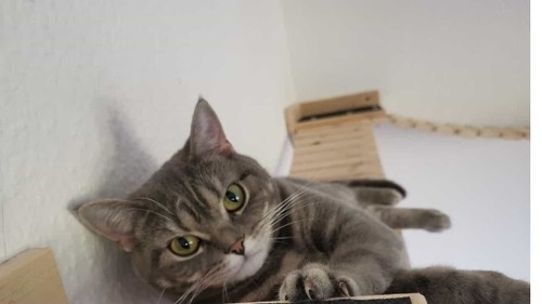 Neu catwalk katzen - neu,