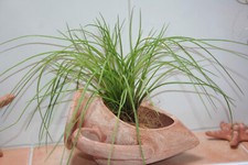 terracotta Krug terrakotta