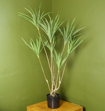 Realistische 125cm Drachenbaum