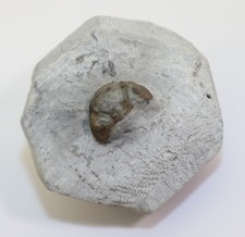 Trilobit, Acernaspis sp