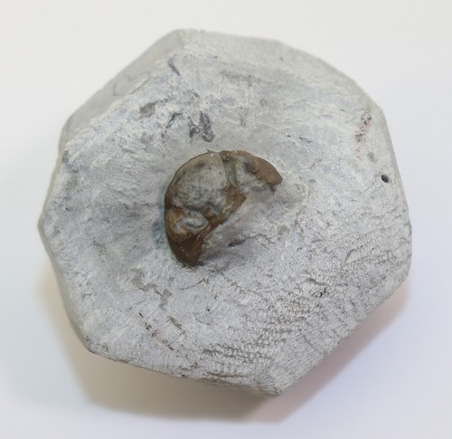 Trilobit acernaspis sp - trilobit,,