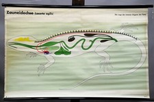 vintage Tierposter Lehrtafel Zauneidechse Wandkarte Rollbild