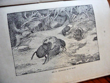 Käfervolk Insektenführer