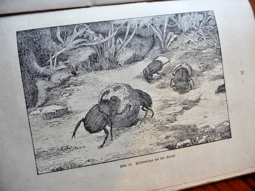 Käfervolk insektenführer - käfervolk,