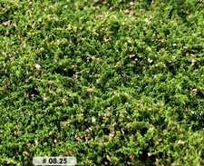 Heckenrosen Rosa - 15 x 21cm -