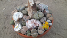 50 Samen lebende Steine MIX - Lithops MIX , Sukkulente