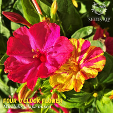 400 Samen VIER UHR BLUME MIX -