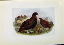 Original alter antiker Druck Vögel Großbritannien von Kommode um 1907 Farbe Wasserschiene Prin