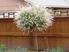 Harlekinweide / Zierweide HAKURO NISHIKI 150 cm im Container