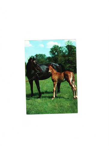 Alte postkarte - ,
