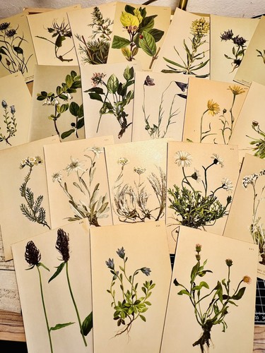 5er set chromolithographie - 5er,