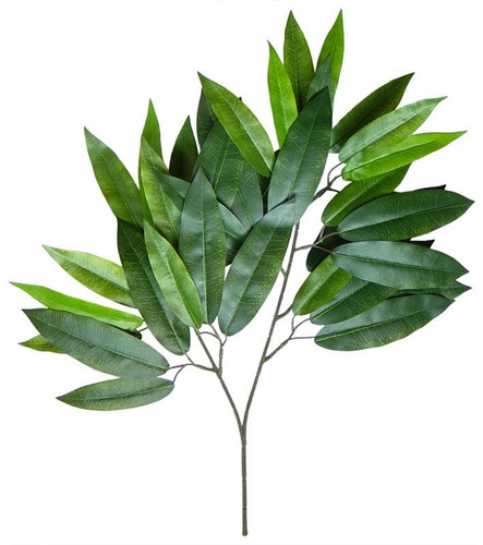 Mangozweig 60cm 36 blätter - 36,