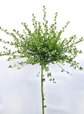 Ceanothus Impressus Säckelblume - Victoria - Hochstamm 60 -70 cm hoch