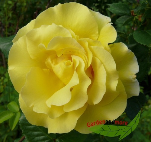 Rose lichtkönigin lucia - rose,