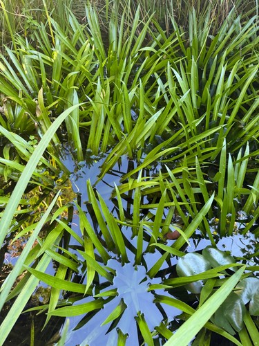 Krebsschere wasseraloe - ,,