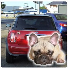 Autoaufkleber Französische Bulldogge Auto Aufkleber Sticker Digitaldruck DA2000 