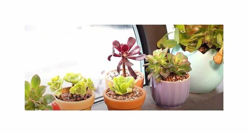 10x aeonium ssp mix - mix, mischung