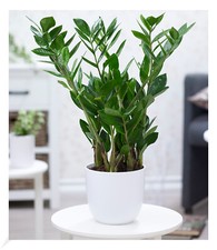 Zamioculcas ca. 55-65 cm hoch,1 Pflanze Zimmerpflanze